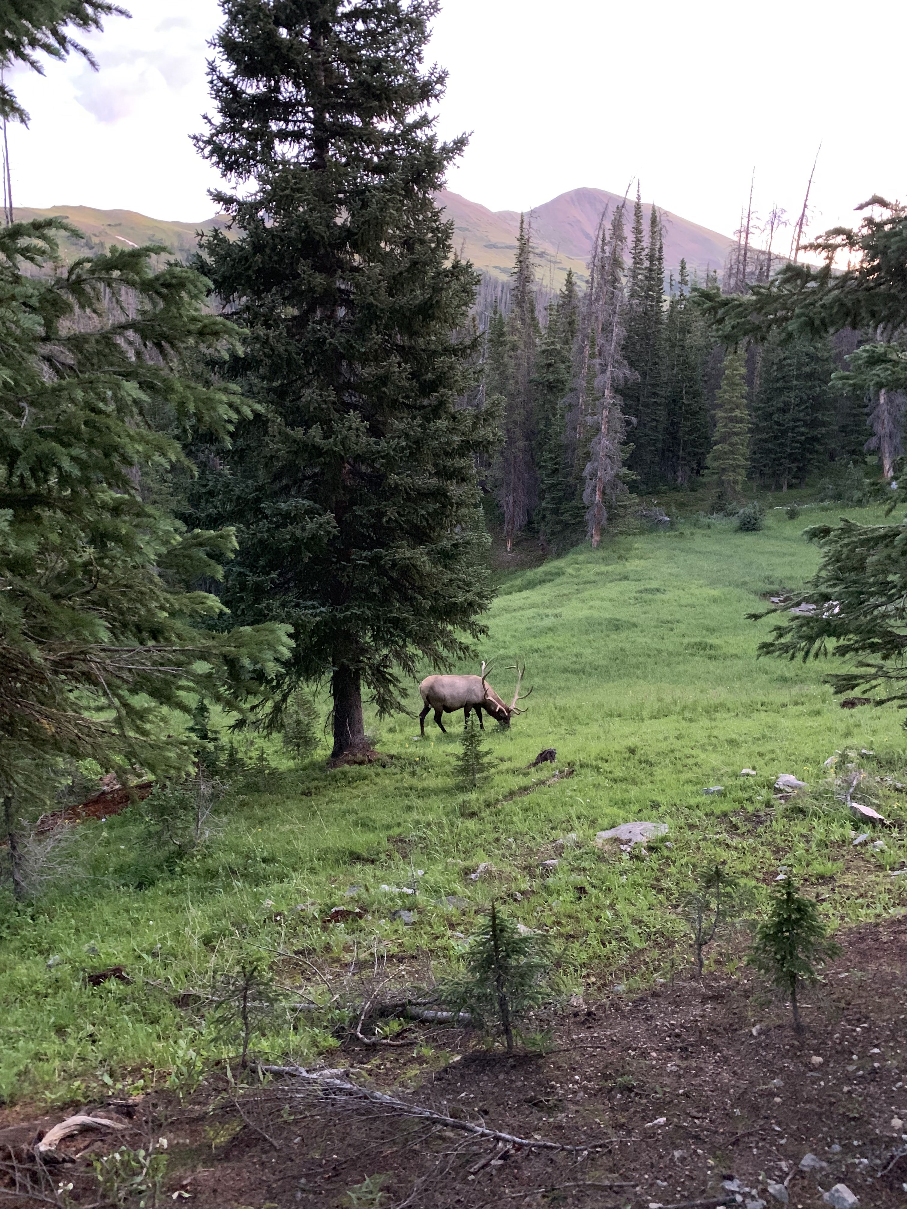 Bull elk just off the Mount Ida trail, minutes from Milner Pass